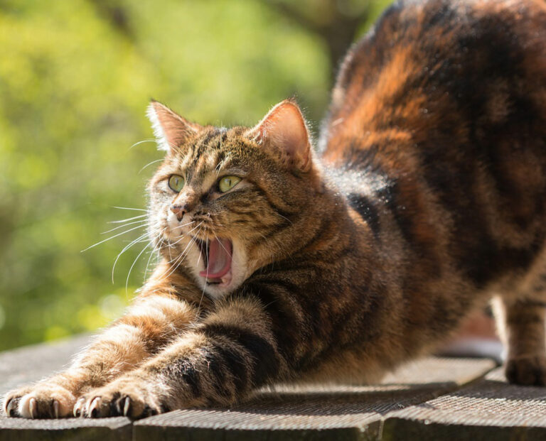 Dehnen und Strecken wie eine Katze - warum es so wichtig ist: Lichtrein Gesundheitszentrum informiert